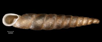 Media type: image;   Malacology 167098 Aspect: apertural